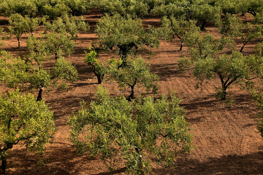 Campo de olivos mediterráneo