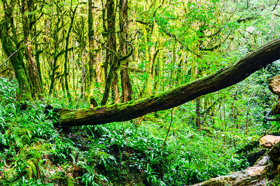 Ecosistema de selva tropical exuberante