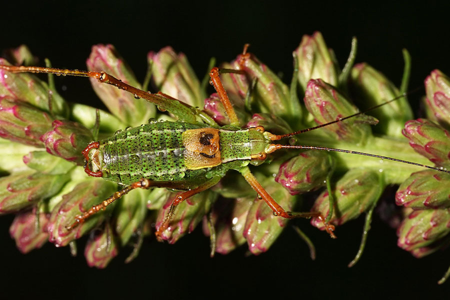 Insecto grillo con pequeños puntos negros