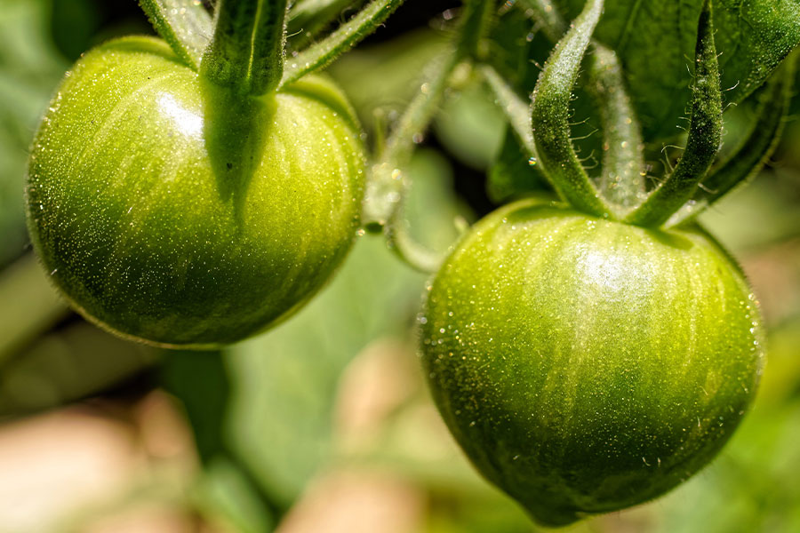 Tomates cebra verdes