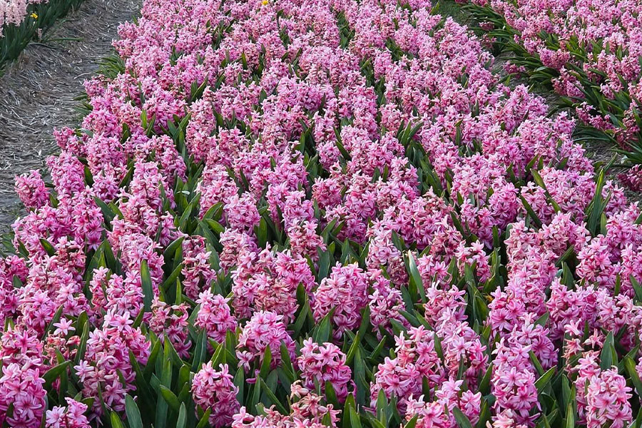Jardín lleno de jacintos