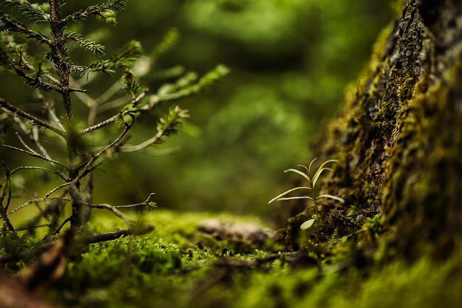Bosque de suelo cubierto de musgo