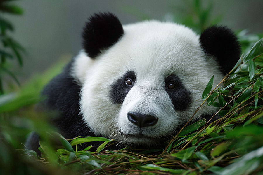 El panda gigante es una especie de oso emblemática.