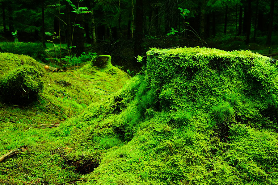 Paisaje forestal densamente cubierto de musgo.