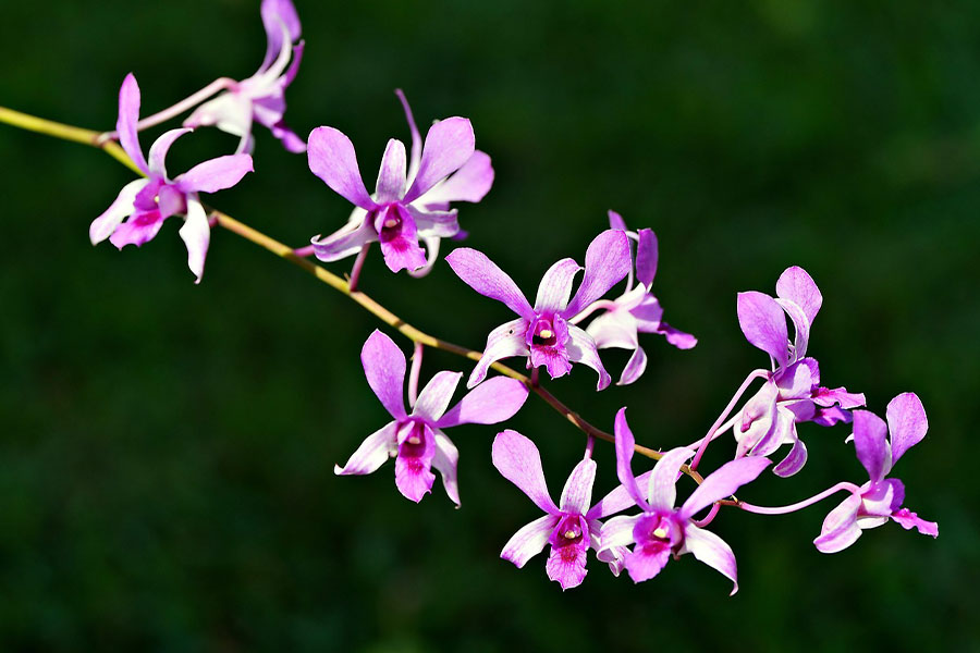 Orquídea Dendrobium elegante
