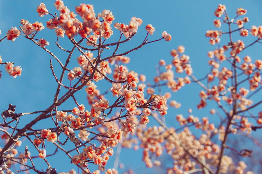 Árbol de primavera en flor