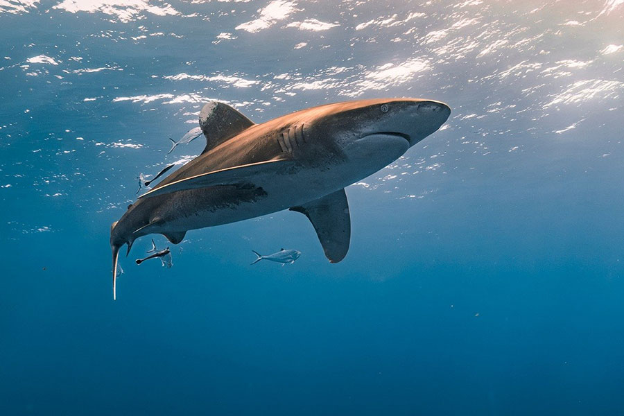 Tiburón oceánico de puntas blancas
