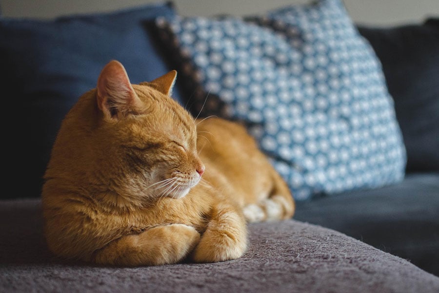 Gato rojo durmiendo plácidamente