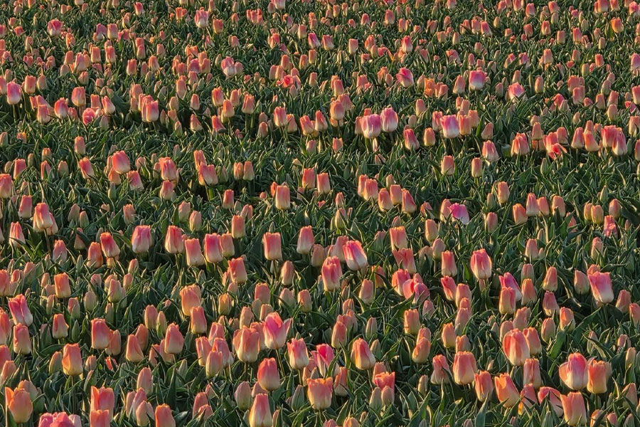 Tulipanes de color rosa suave con base amarilla cálida.