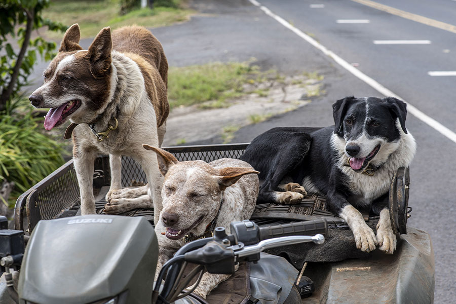 Instantánea de tres perros en un vehículo Suzuki.