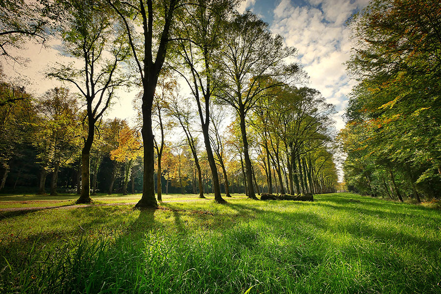 Hermoso paisaje arbolado con césped verde.