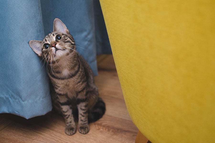 Un gato doméstico de pelo corto atigrado