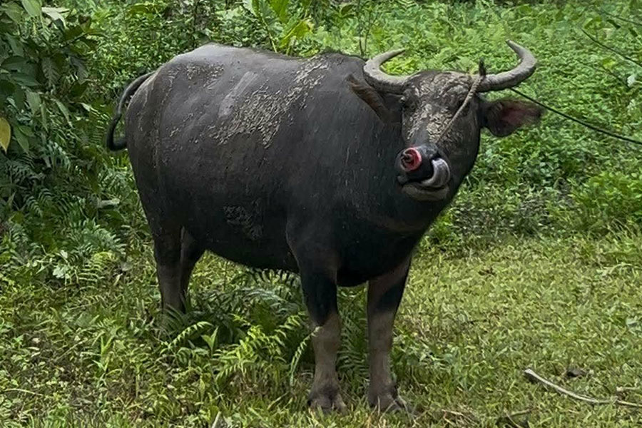 Considerado el animal nacional de Filipinas