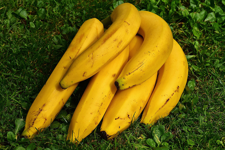 Racimo de plátanos de la variedad Cavendish
