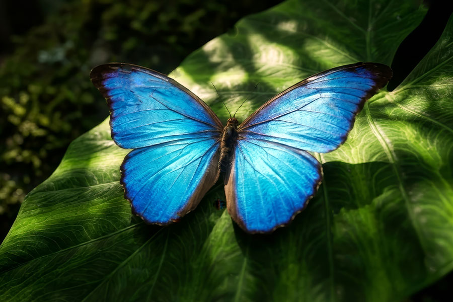 Mariposa morfo azul con color azul iridiscente