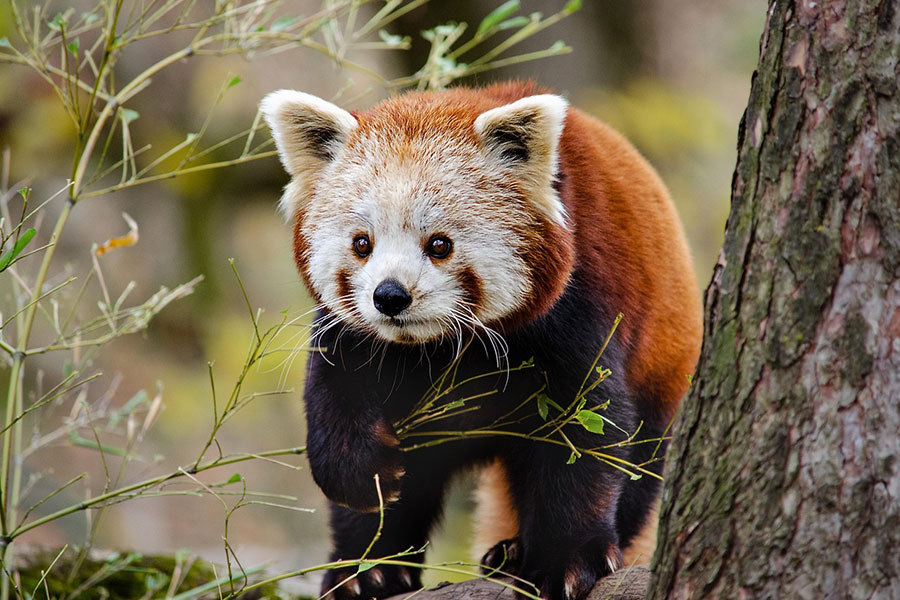 Pequeño panda rojo de cara salvaje