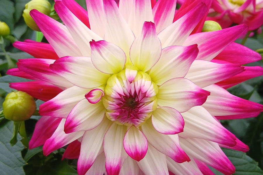 Conocida como dalia de jardín