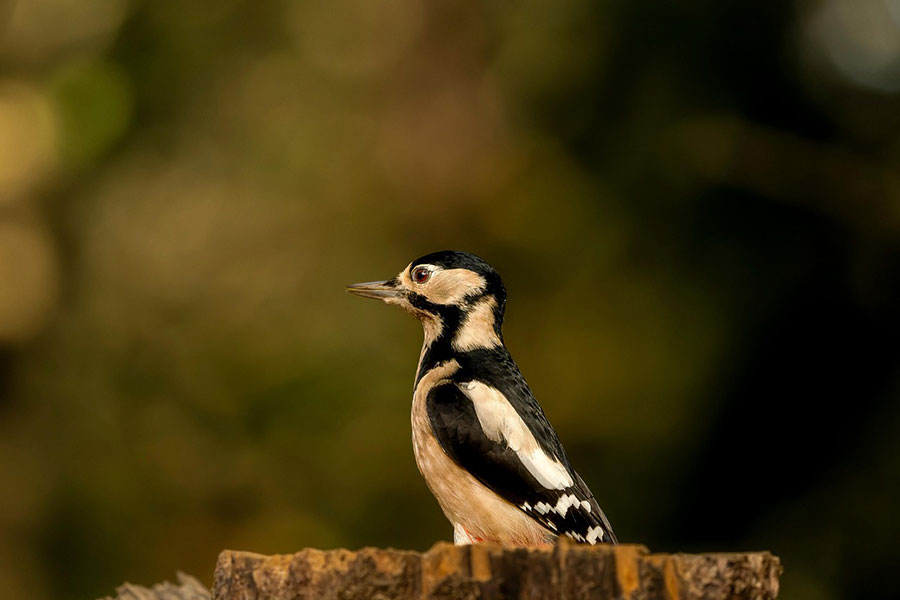 El pájaro carpintero más común en los Países Bajos