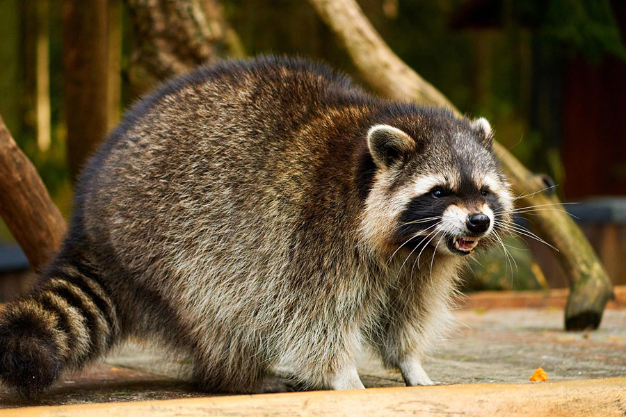 Mapache originario de Norteamérica