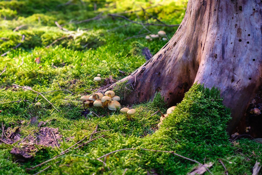 Los mechones de azufre son un hongo común en los bosques holandeses.
