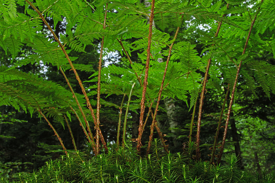 Muestra un hermoso bosque con especies de plantas prominentes.