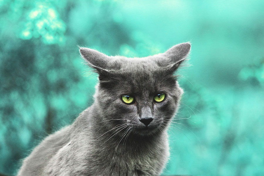 El gato se parece a un azul ruso nebelung