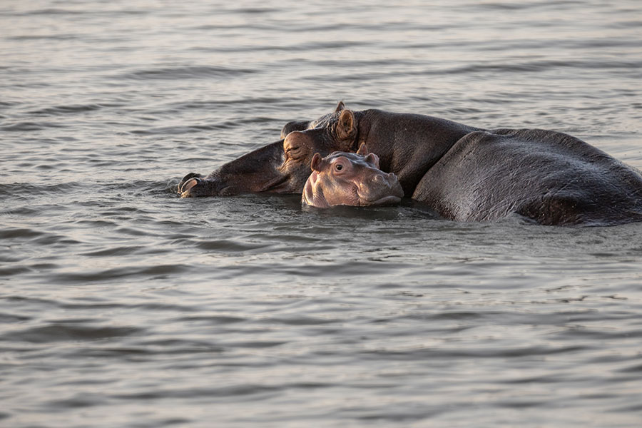 Cría de hipopótamo cómodamente con su madre en el agua.