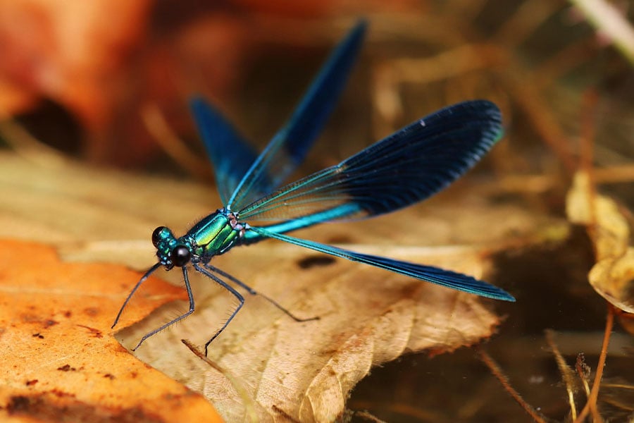 Insectos representados: damisela rayada