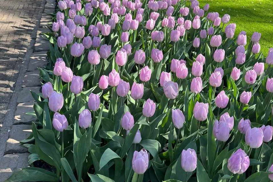 Familia de lirios tulipán de Didier