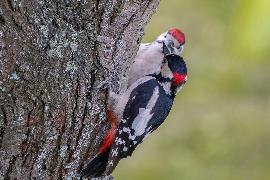 Dos grandes pájaros carpinteros