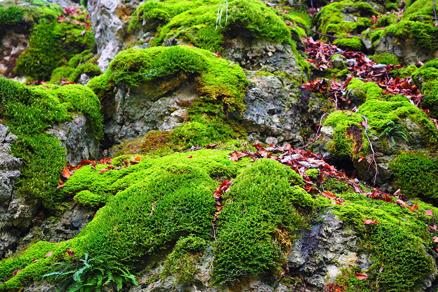 Paisaje rocoso cubierto de musgo