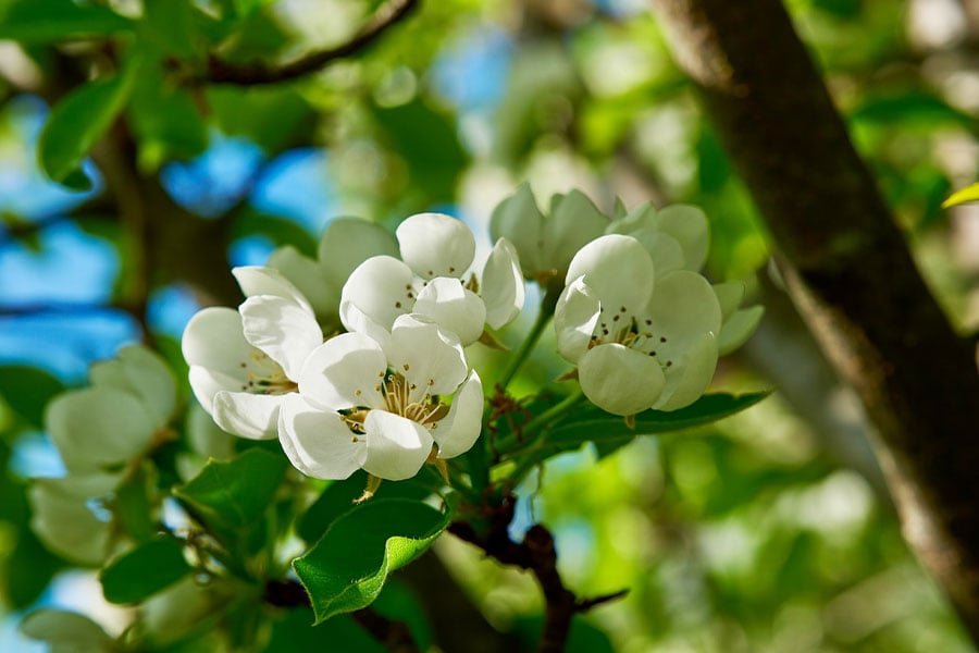 Flores de primavera luz soleada