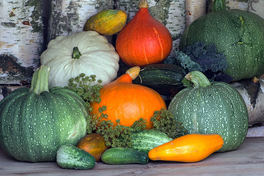 Colección de diversas calabazas y calabacines.