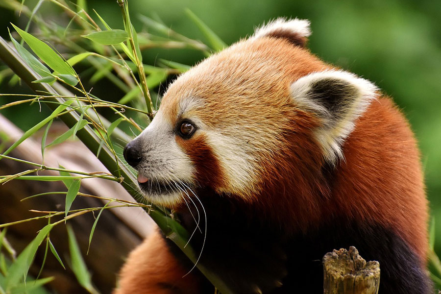 El panda rojo come frutas y bayas.