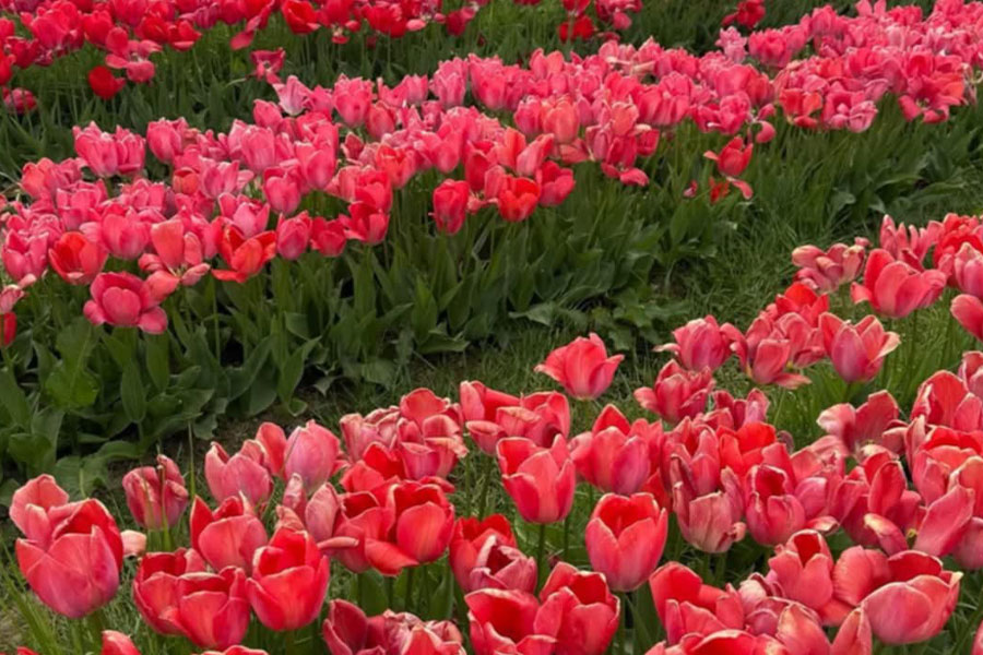Un vasto campo de tulipanes en flor.