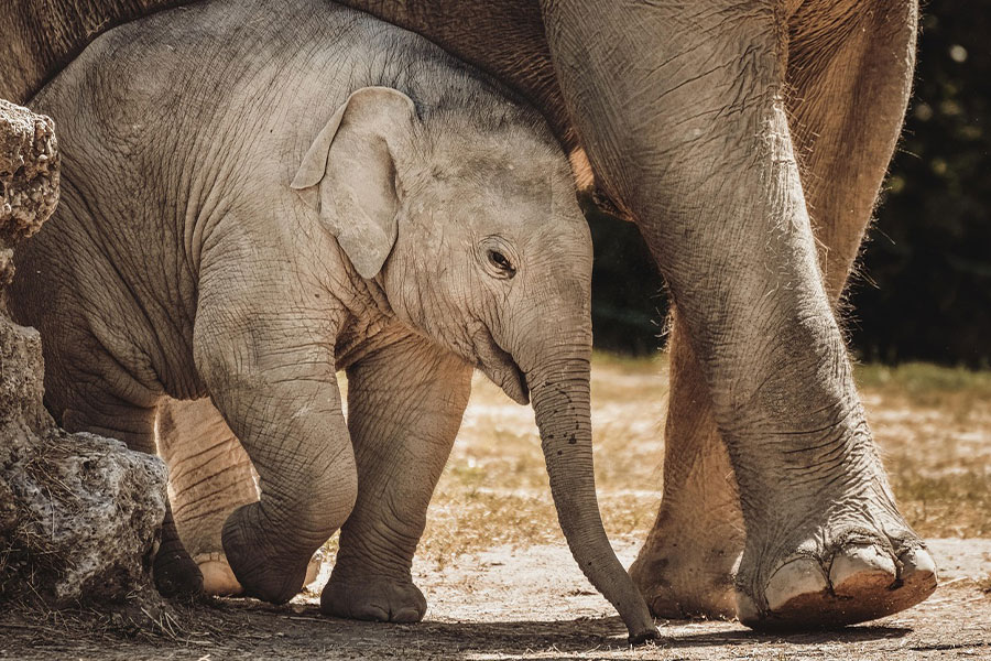 Cría de elefante asiático de pie junto a un adulto