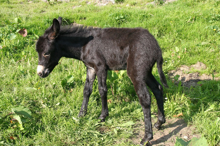 Un joven burro negro en un campo de hierba.
