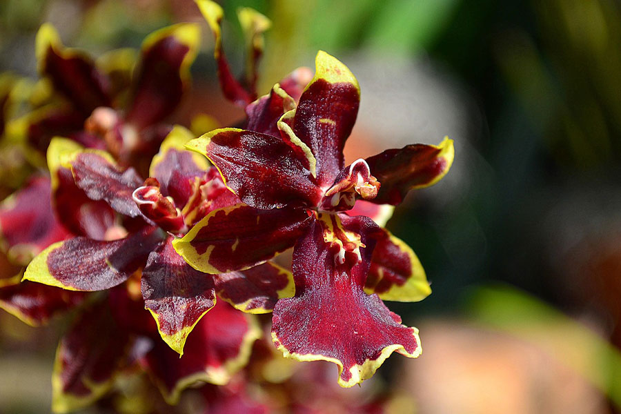 Orquídea estrella roja dorada del gato montés de Oncostele