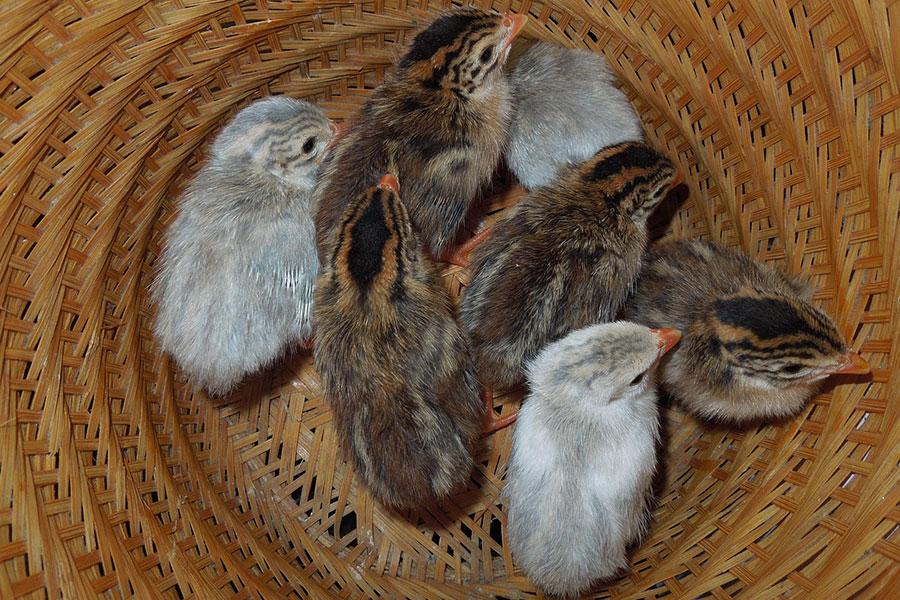 Pequeño grupo de gallinas de Guinea jóvenes