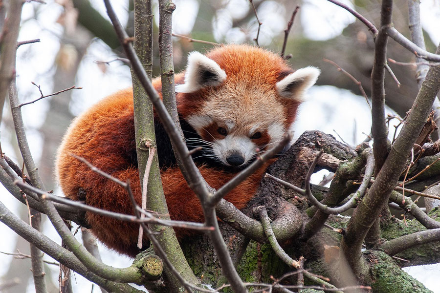 El panda rojo no es relativamente directo del panda gigante.