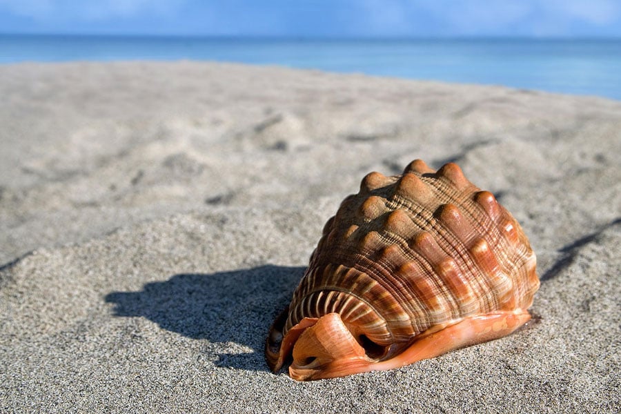 Caracola gigante Cypraeacassis rufa