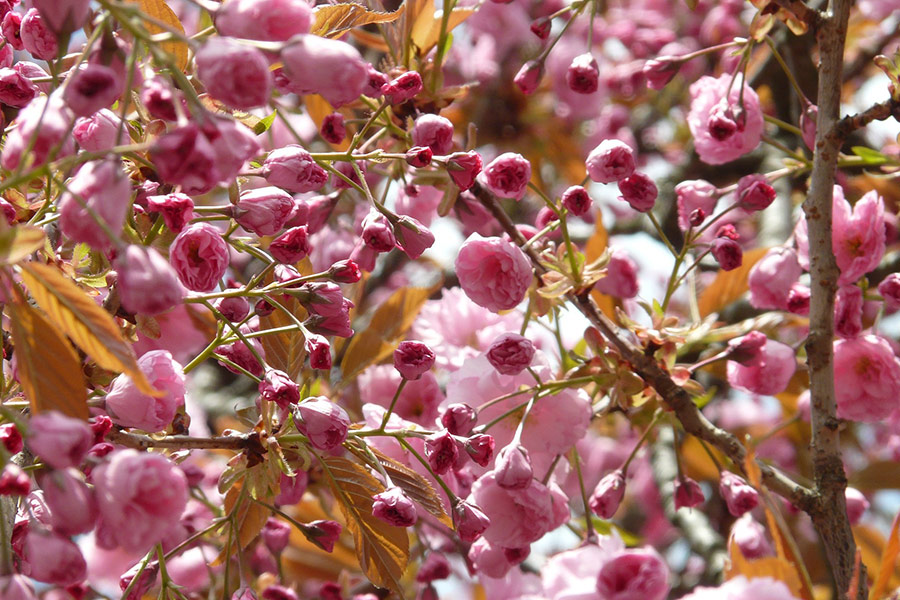 brotes de cerezo japonés