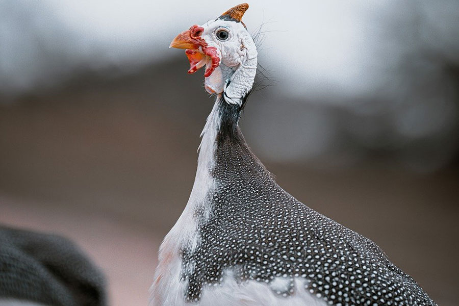 Gallina de guinea con casco