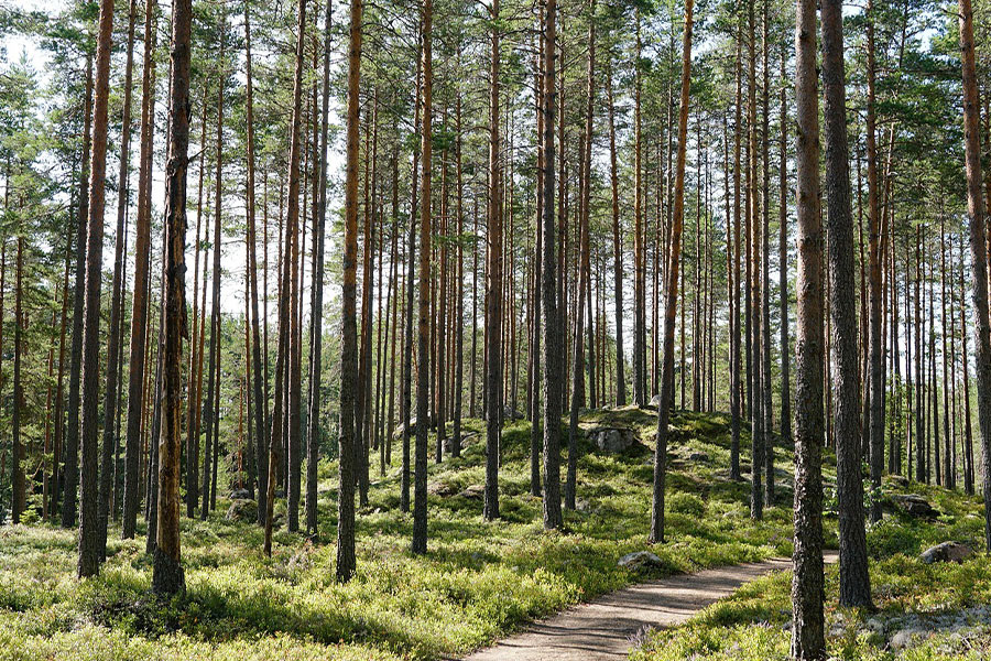 Bosque de árboles de Suecia