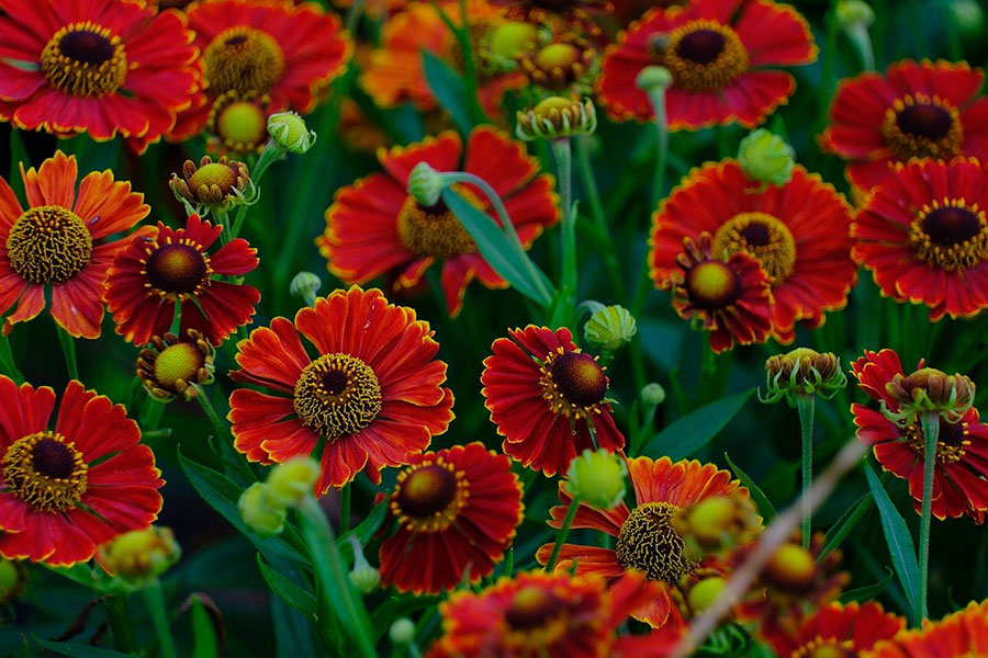 Helenium conocido como zonnekruid holandés