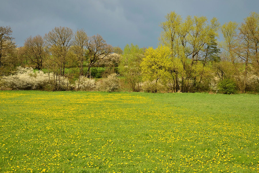 Naturaleza de pradera primaveral
