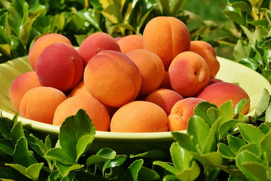 Un tipo de albaricoques de fruta de hueso