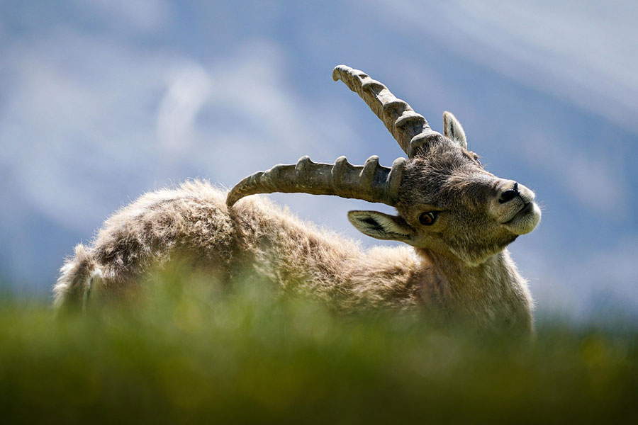 Imagen animal de cabra montés alpino