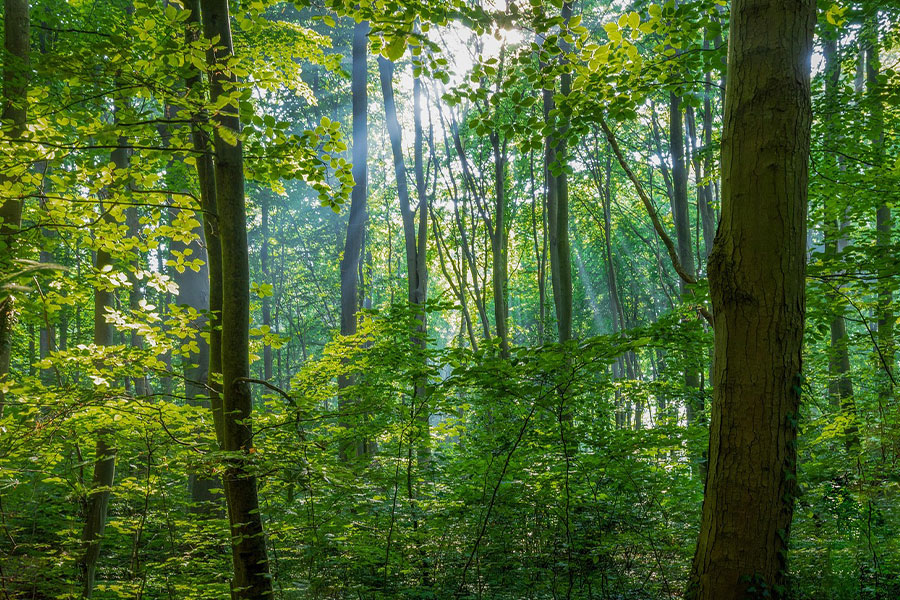 Bosque caducifolio