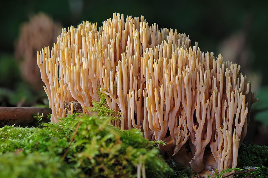 Hongo ramaria coral